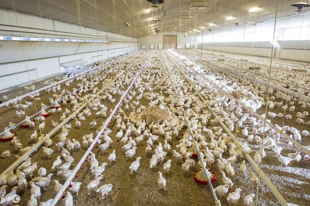 壓力罐在養(yǎng)殖產(chǎn)業(yè)中的應(yīng)用范圍和選擇方法